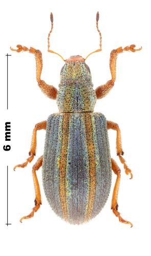 Réf. 333 138 : Pachyrhinus warioni